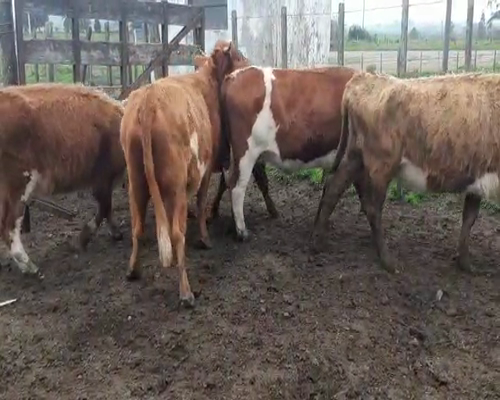 Lote 5 Vacas de Invernada HEREFORD Y CRUZAS a remate en Pantalla Aniversario 350kg - , San José
