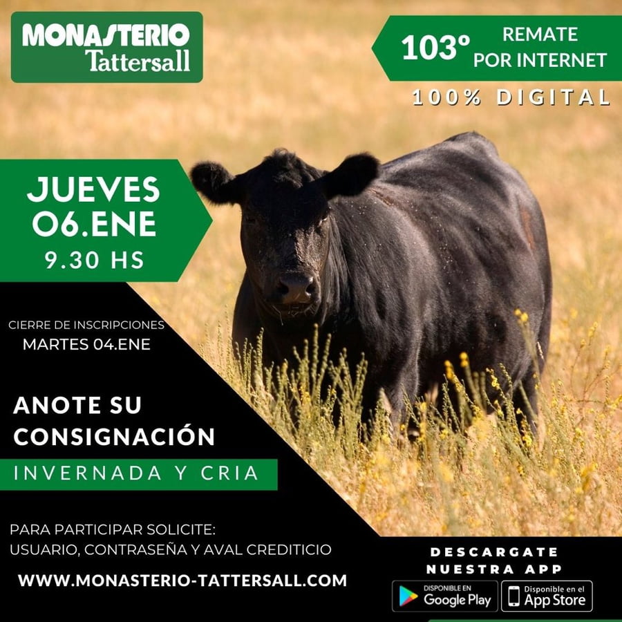 Lote 40 Terneros/as en Chascomús, Buenos Aires