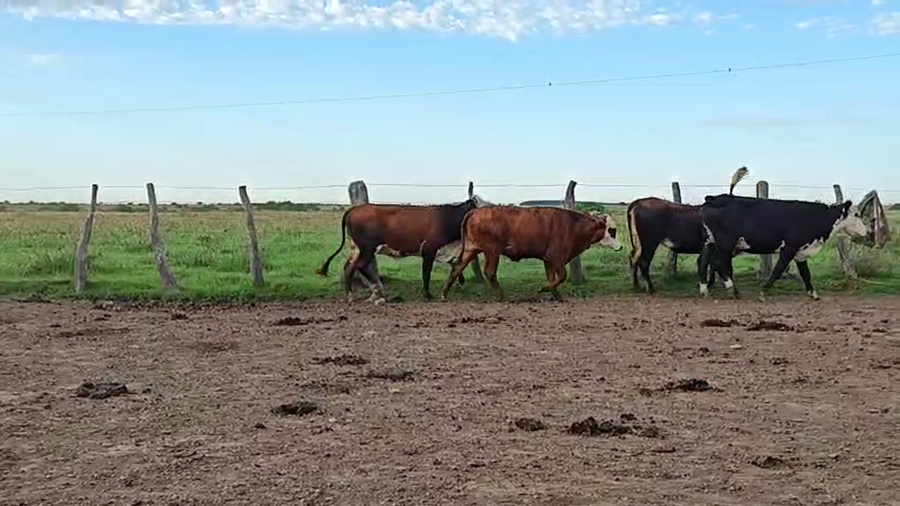 Lote 37 Vaquillonas C/ gtia de preñez