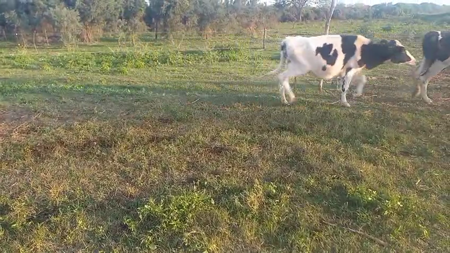 Lote 21 Terneras Holando Argentino en Col. Aldao, Santa Fe