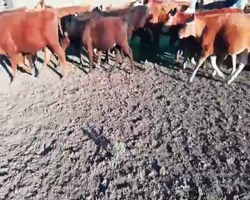 Lote 35 Terneros/as en Villaguay, Entre Ríos