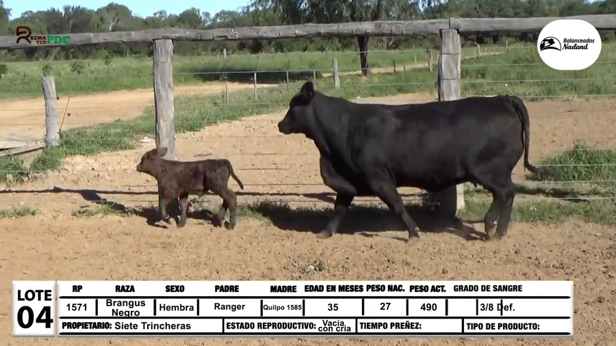 Lote Vacas c/cria  Brangus negro a remate en Sábado 5 de Julio - Gran Remate de Reproductores PDC, Loma Plata