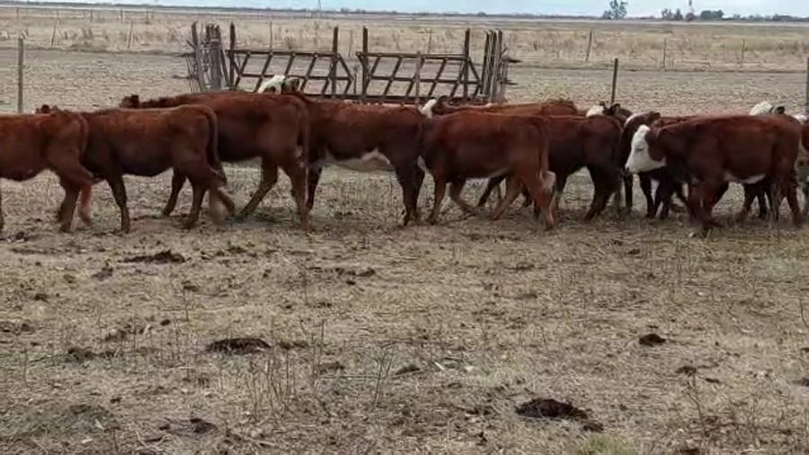 Lote 15 Terneras Braford en Egusquiza, Santa Fe