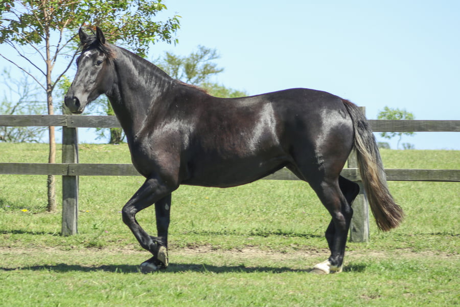 Lote ENTABLADA DE LOS CARDOS