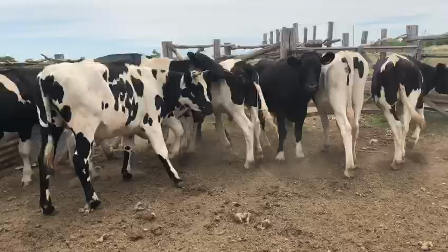 Lote 10 Novillos Holando