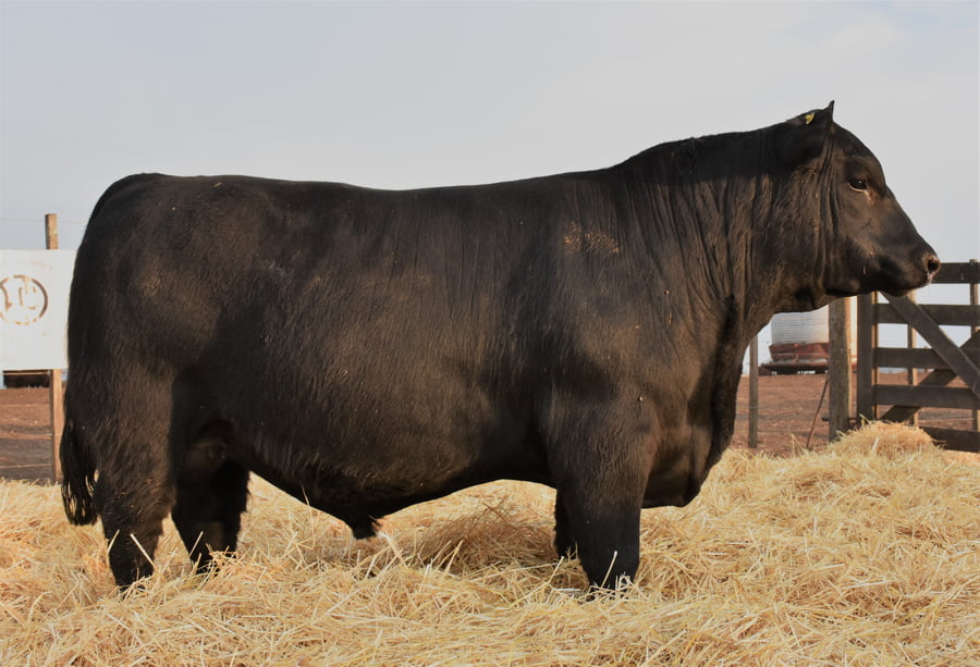 Lote TOROS PC