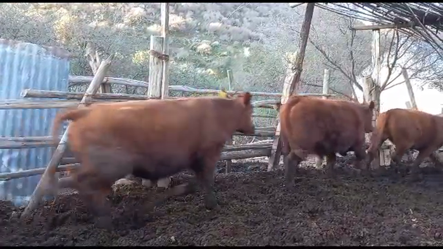 Lote 25 Novillo Engorda en Petorca, V  Región Valparaíso