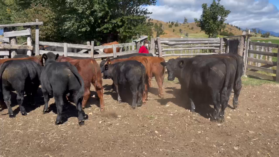 Lote 19 Ternero en Coyhaique, XI Región Aysén