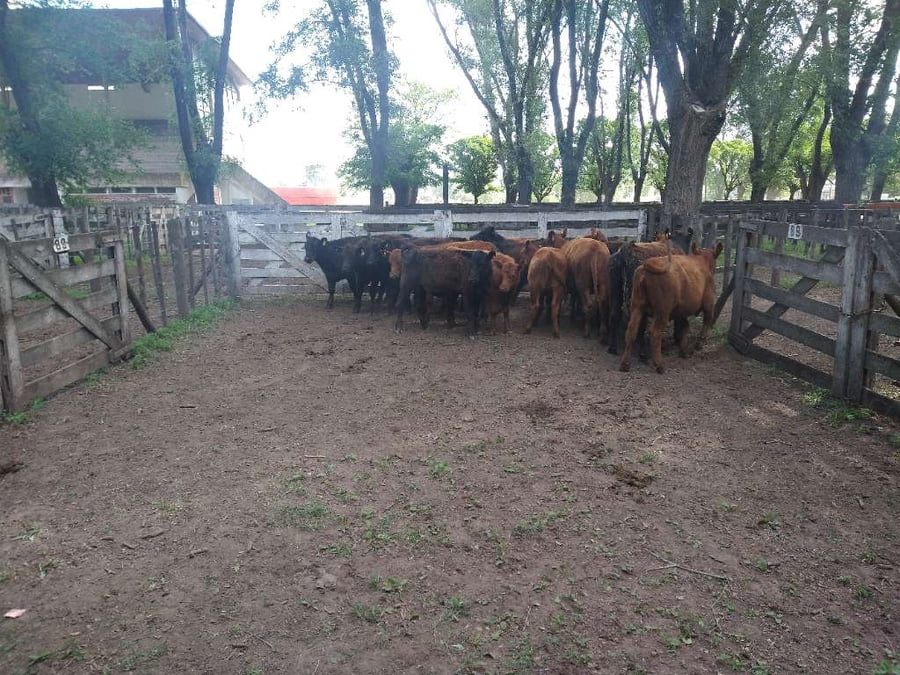 Lote 17 Terneras en Gral. Lamadrid, Buenos Aires