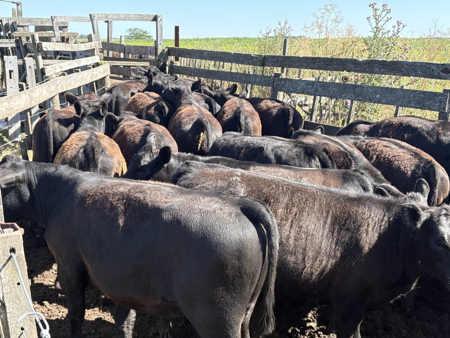 Lote 66 Terneros/as en Buenos Aires, Necochea