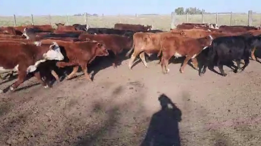 Lote 150 TERN. MACHOS Y HEMBRAS, TAPALQUE, BS. AS.