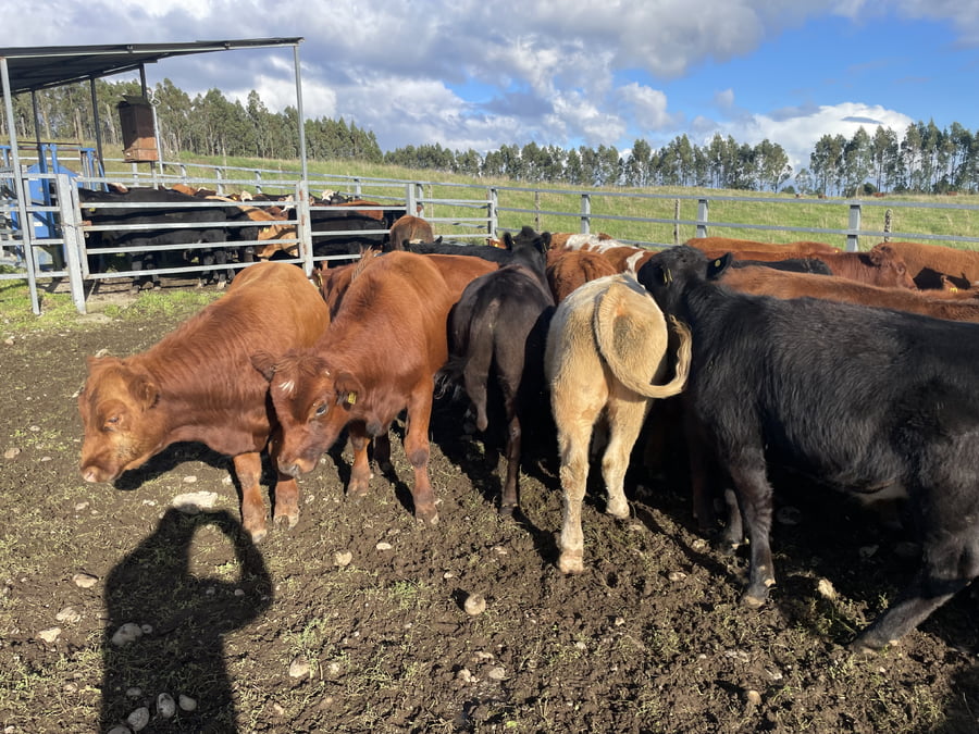 Lote 30 Novillo Engorda en Puerto Varas, X Región Los Lagos