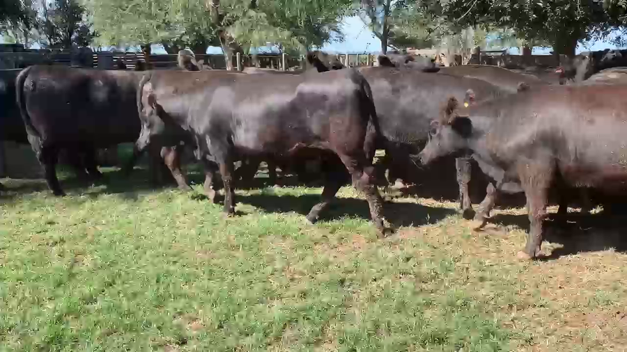 Lote 140 Vaquillonas