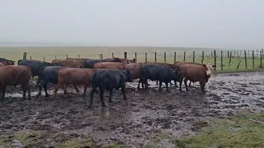 Lote 100 Novillos 1 a 2 años