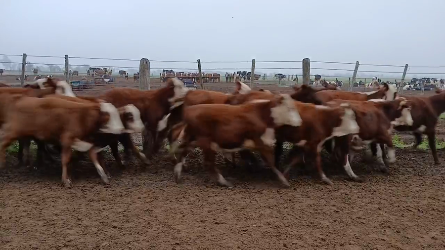 Lote 26 Terneras