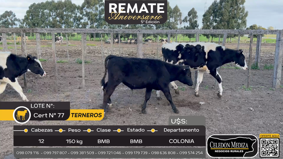 Lote 12 Terneros en Tarariras, Colonia