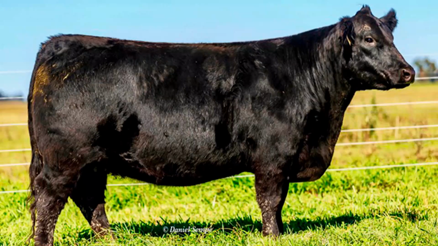 Lote 5 Embriones congelados garantía de 2 preñeces de SOÑADA x DON RAÚL