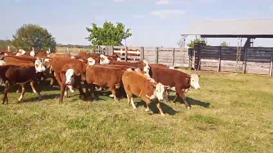 Lote 70 Terneras en Corrientes, Mercedes