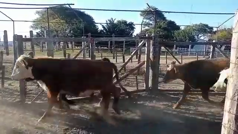 Lote 28 Terneros Angus y cruzas británicas en Virginia, Santa Fe