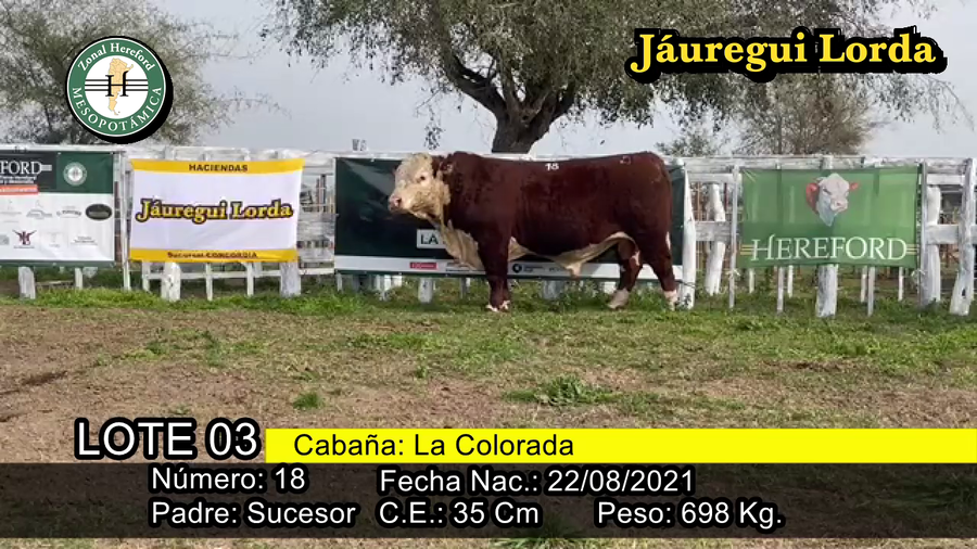 Lote TORO