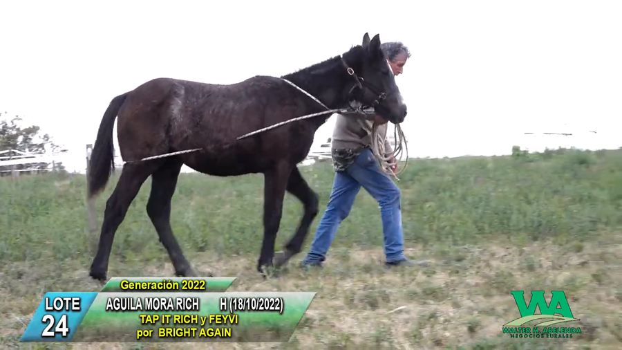 Lote AGUILA MORA RICH