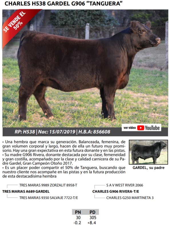 Lote TERNERAS PEDRIGREE