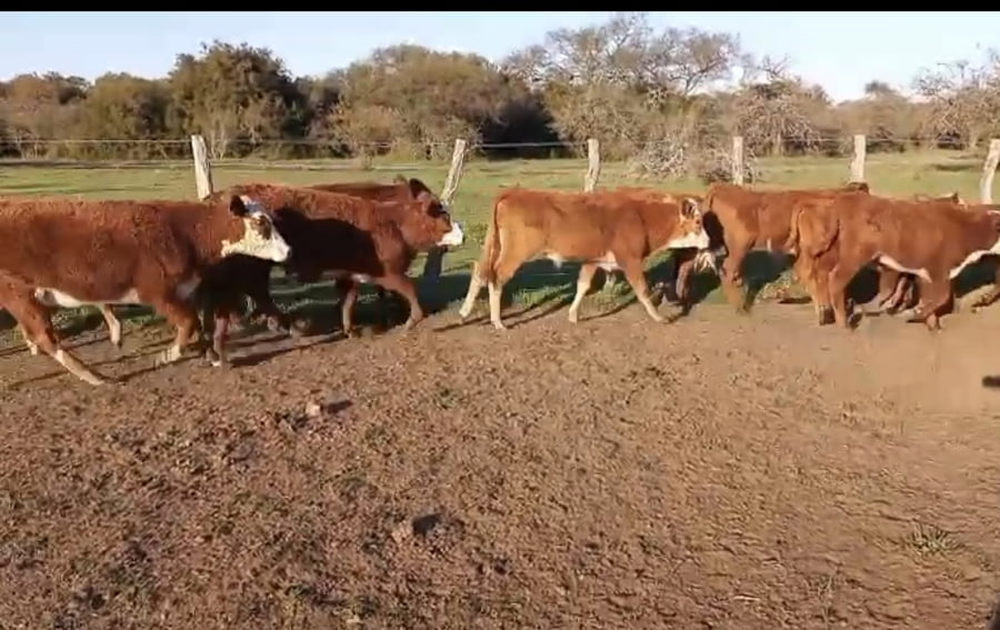 Lote 75 Terneros en Corrientes, Curuzu Cuatia