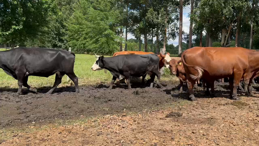 Lote 30 Vacas nuevas C/ cria en San José, Entre Ríos