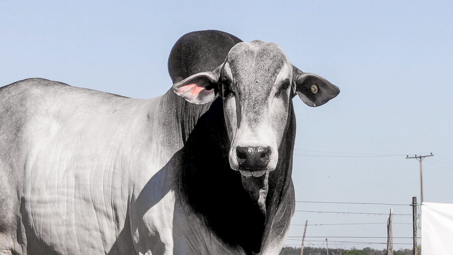 Lote LOTE 63