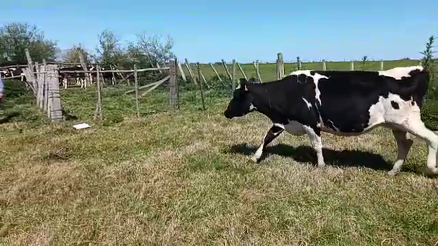 Lote 5 Vacas de Invernada HOLANDO a remate en REMATE POR PANTALLA 500kg - , San José