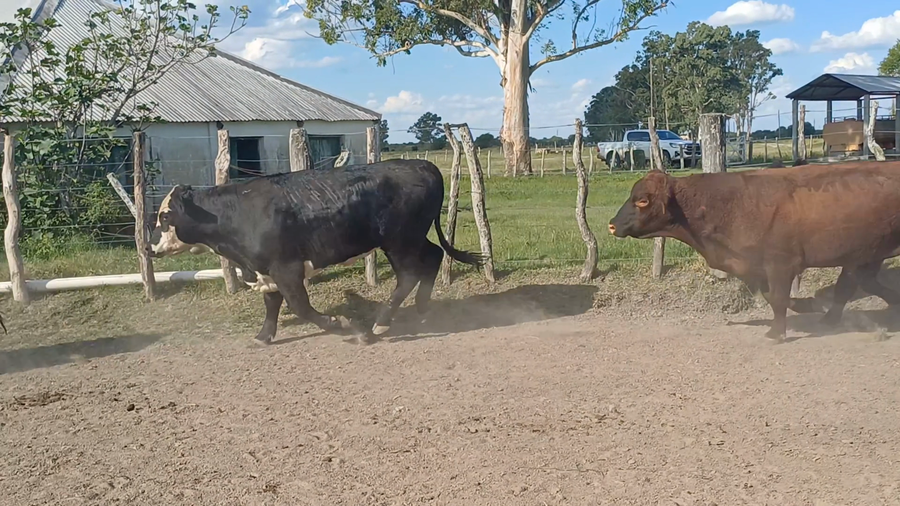 Lote 9 Faena en Entre Ríos, San José de Feliciano