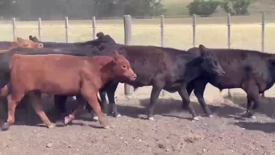 Lote 75 TERNS. MACHOS Y HEMBRAS, CNEL. SUAREZ, BS. AS