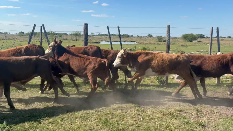 Lote 52 Terneros en Corrientes, San Luis del Palmar