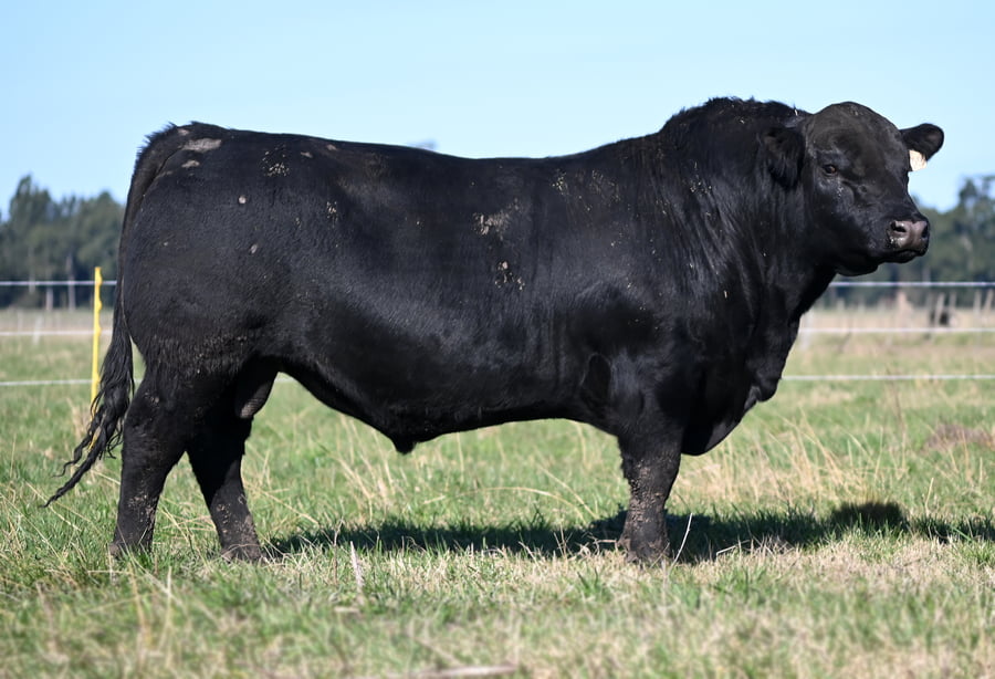 Lote TOROS PUROS DE PEDIGREE