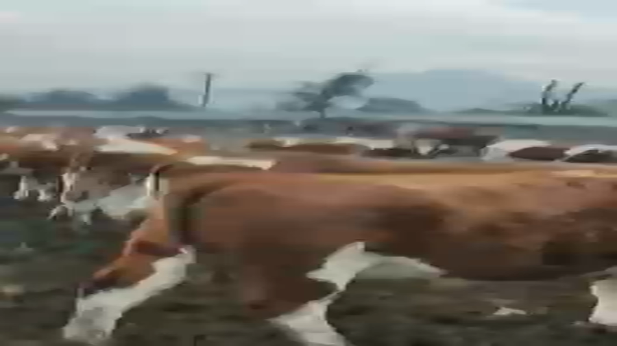 Lote 45 Vaquilla Gorda en Codegua, VI Región O'Higgins