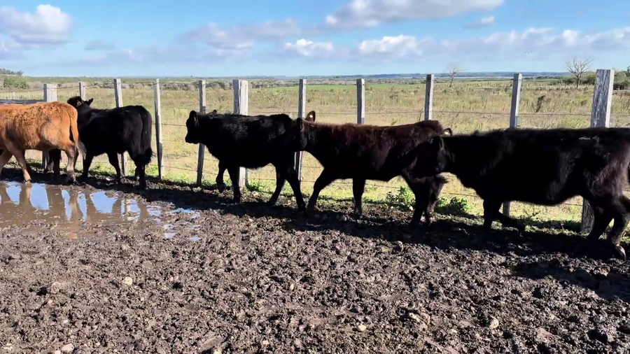 Lote TERNERAS