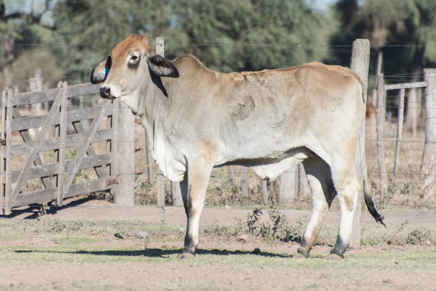 Lote Vaquillona Cabaña para servicio La Carolina (RP408)