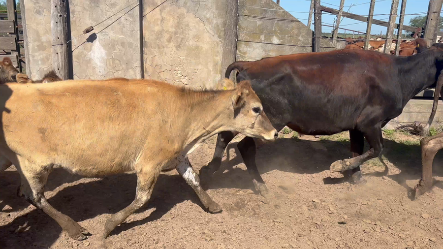 Lote 41 Terneros