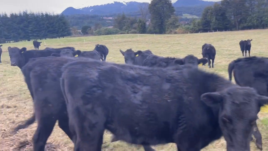 Lote 58 Vaquilla Engorda en Puerto Varas, X Región Los Lagos