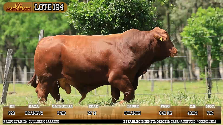 Lote LOTE 194 - VIVO