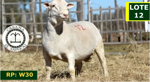 Lote OVINOS MACHOS