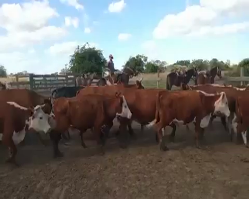 Lote 40 Vacas en Corrientes, Parada Pucheta