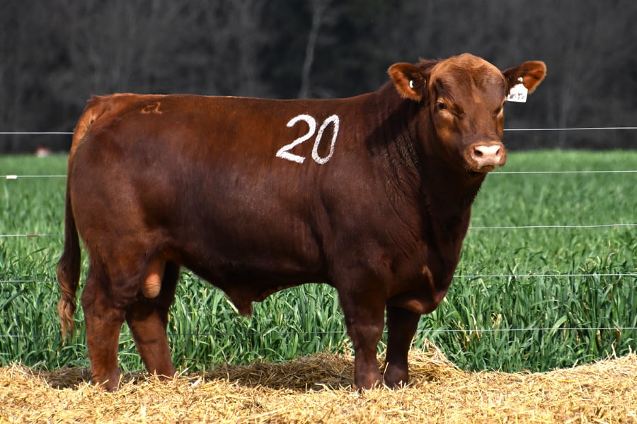Lote TORO ANGUS PC