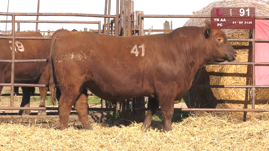 Lote TOROS ANGUS COLORADOS  PC