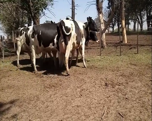 Lote VACAS EN PRODUCCION