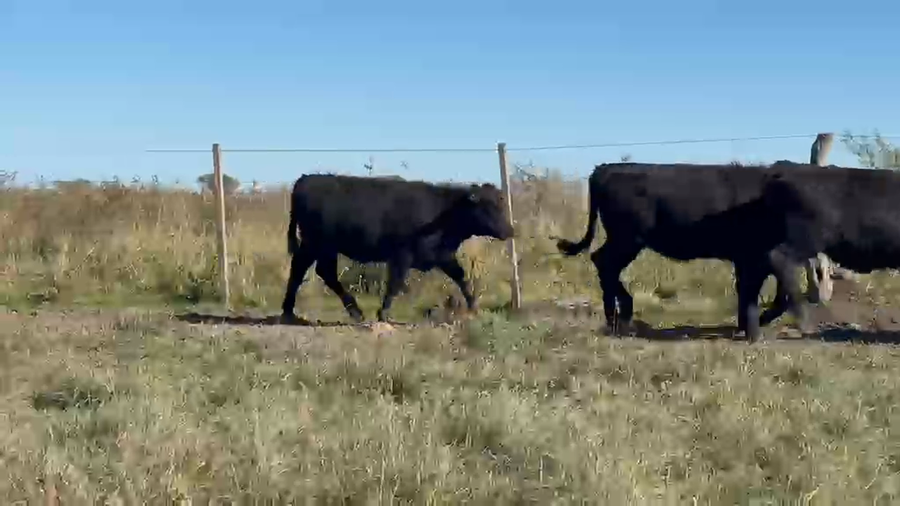 Lote 70 Terneras en Entre Ríos, San Jaime