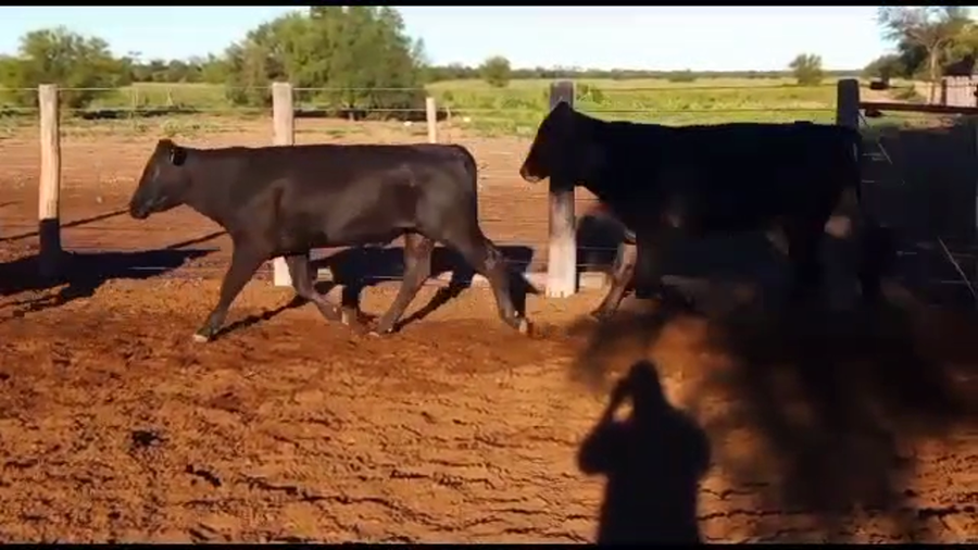 Lote 70 Novillitos en Quimilí, Santiago del Estero