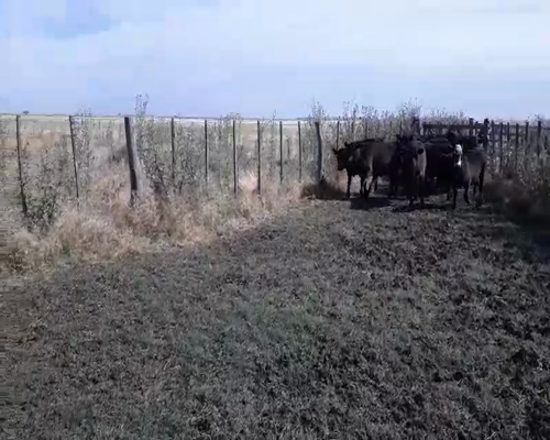 Lote 15 Terneros/as en arboledas, Buenos Aires