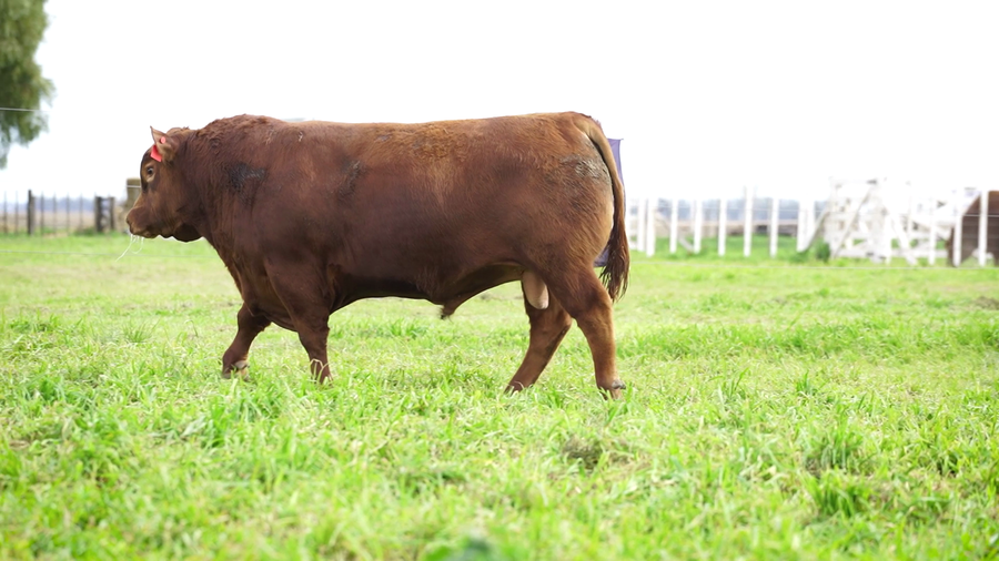 Lote Toros PC Colorado