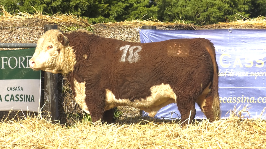 Lote TOROS P. HEREFORD PURO REGISTRADO